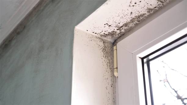 Best Localized Mold Remediation (e.g., coastal areas, humid climates) in Gaithersburg, MD