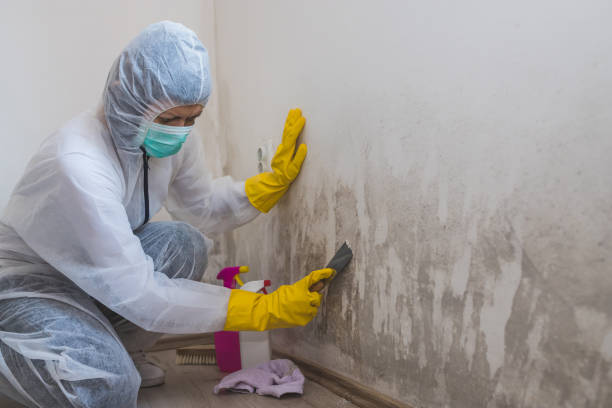 Best Bathroom Mold Remediation in Gaithersburg, MD