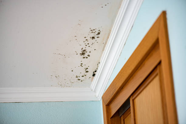 Professional Mold Remediation in Gaithersburg, MD
