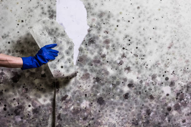 Best Mold Remediation for Specific Building Types in Gaithersburg, MD